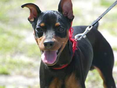 Miniature Pinscher